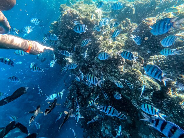 Foto vista de alto ángulo de peces nadando en el mar