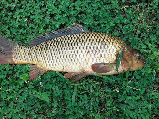 Foto vista de alto ángulo de los peces en las plantas