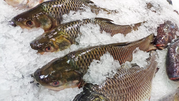 Vista de alto ángulo de peces para la venta en el mercado