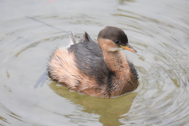 Foto vista de alto ángulo de un pequeño grebe nadando en el lago