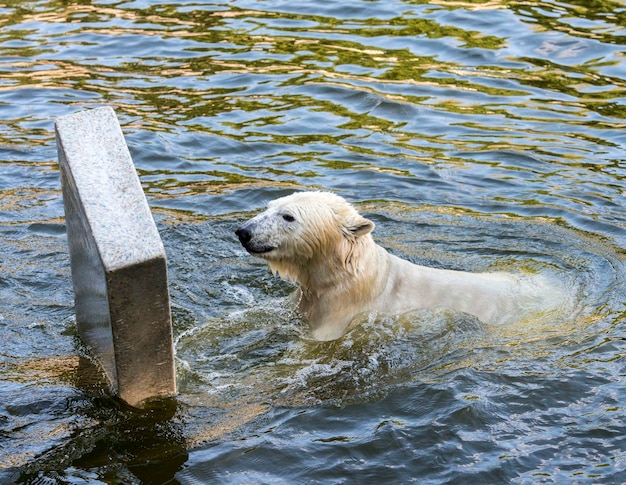 Foto vista de alto ángulo del perro en el agua