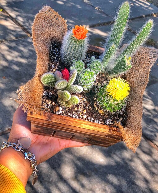 Foto vista de alto ángulo de una persona sosteniendo un cactus