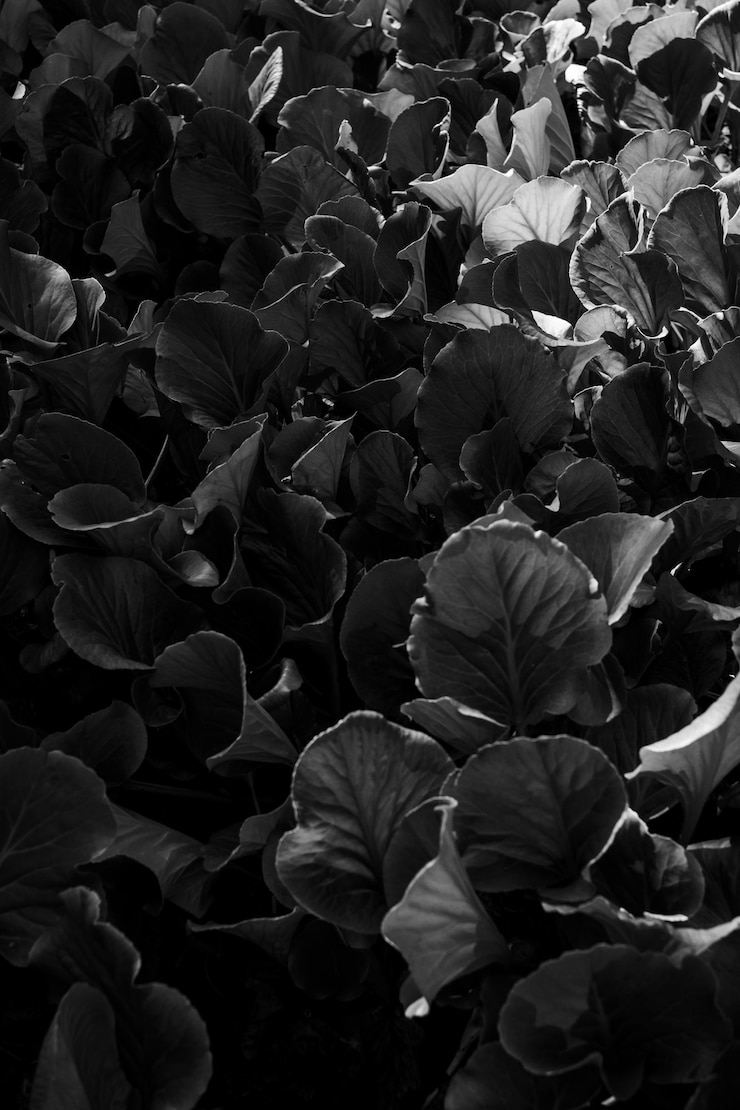 Foto vista de alto ángulo de una planta con flores
