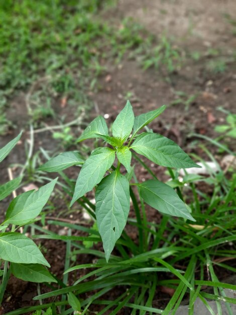 Foto vista de alto ángulo de la planta que crece en el campo