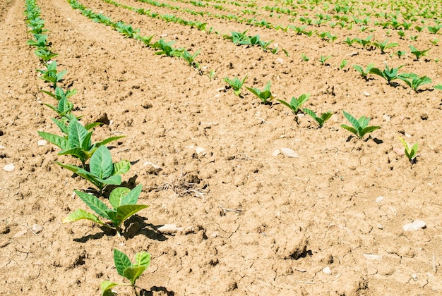 Foto vista de alto ángulo de la planta que crece en el campo