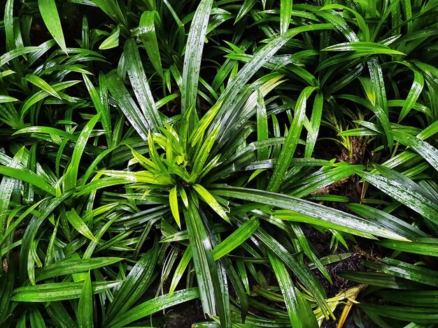 Foto vista de alto ángulo de la planta que crece en el campo