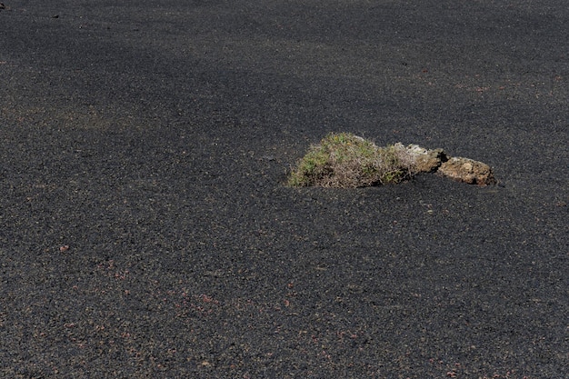 Foto vista de alto ángulo de la planta que crece en la carretera