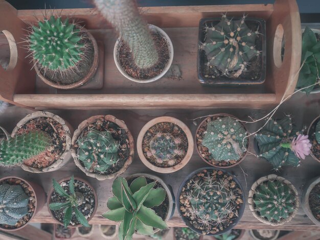 Foto vista de alto ángulo de las plantas de cactus en maceta