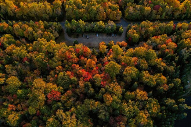 Vista de alto ángulo de plantas con flores junto a los árboles en el bosque durante el otoño