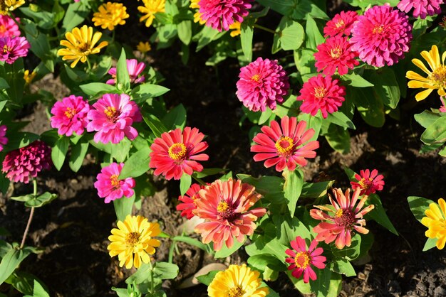 Foto vista de alto ángulo de las plantas con flores rosadas