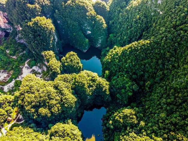 Foto vista de alto ángulo de las plantas que crecen en el bosque