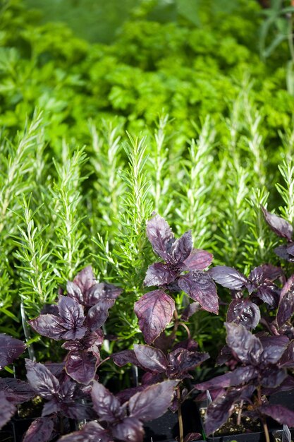 Foto vista de alto ángulo de las plantas que crecen en el campo