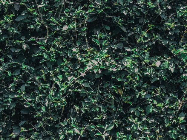 Foto vista de alto ángulo de las plantas que crecen en el campo