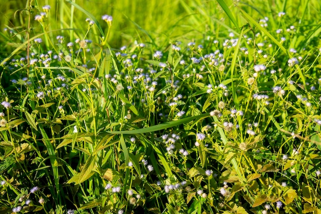 Foto vista de alto ángulo de las plantas que crecen en el campo