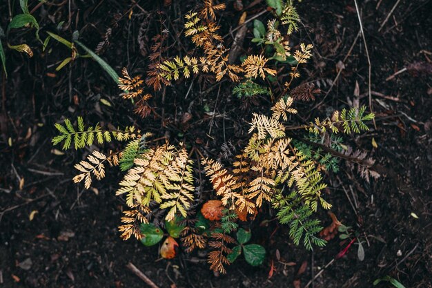 Foto vista de alto ángulo de las plantas que crecen en el campo