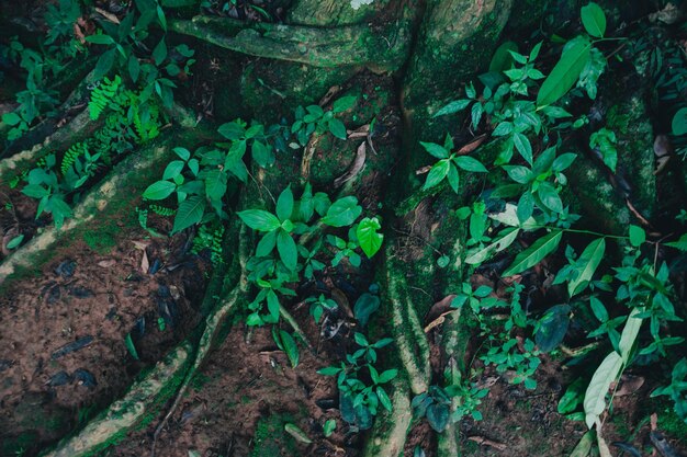 Vista de alto ángulo de plantas verdes frescas en el bosque