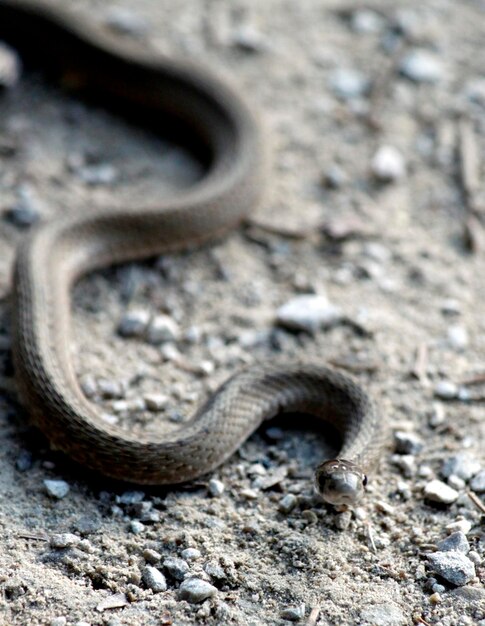 Foto vista de alto ángulo de la serpiente en el campo