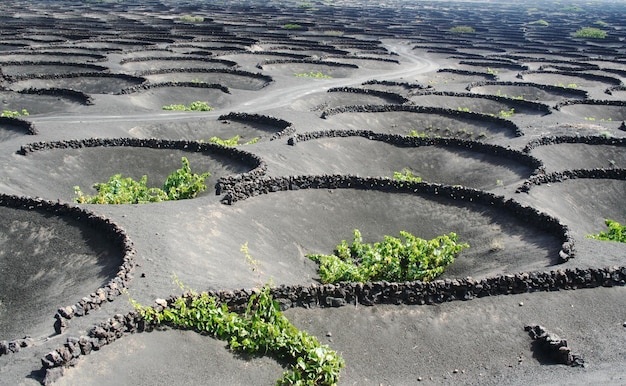 Vista de alto ángulo del viñedo en Lanzarote