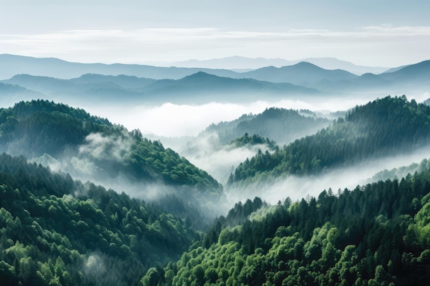 Vista desde la altura del pico de la montaña adornada con árboles verdes en la niebla