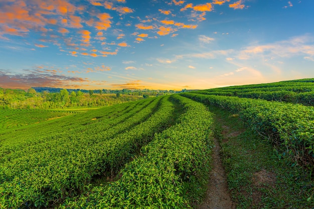 Vista del amanecer del paisaje de las plantaciones de té Plantaciones de té en la mañana