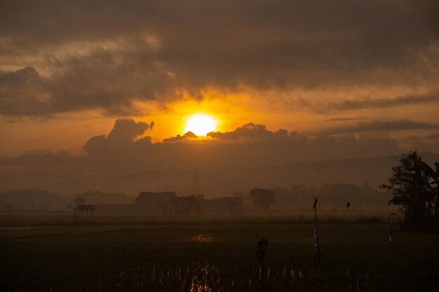 La vista del amanecer sobre el fondo de los campos de arroz verde