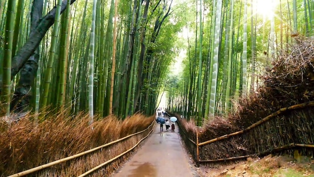 Vista amplia de ángulo bajo del camino en Sagano Arashiyama Bosque de bambú en Kyoto, Japón