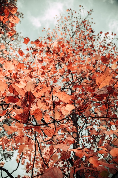 Vista de ángel bajo de hojas en el árbol durante el otoño