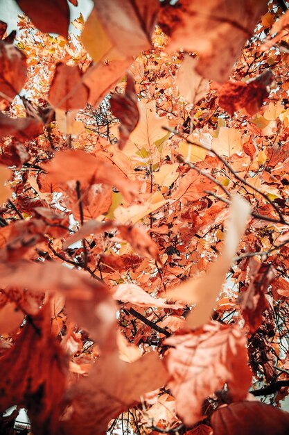 Vista de ángel bajo de hojas en el árbol durante el otoño