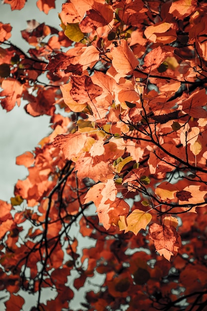 Vista de ángel bajo de hojas en el árbol durante el otoño