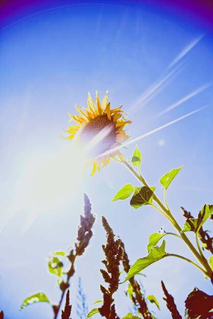 Foto vista de bajo ángulo de la abeja en flor contra un cielo azul claro