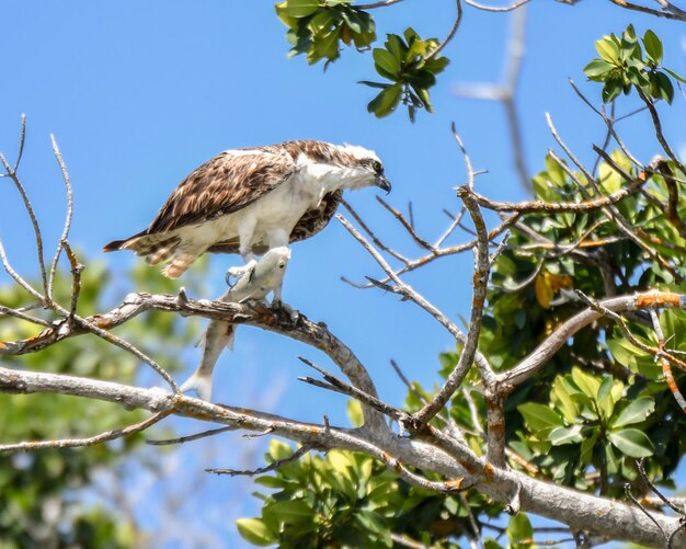 Vista de ángulo bajo de águila posada en un árbol contra el cielo