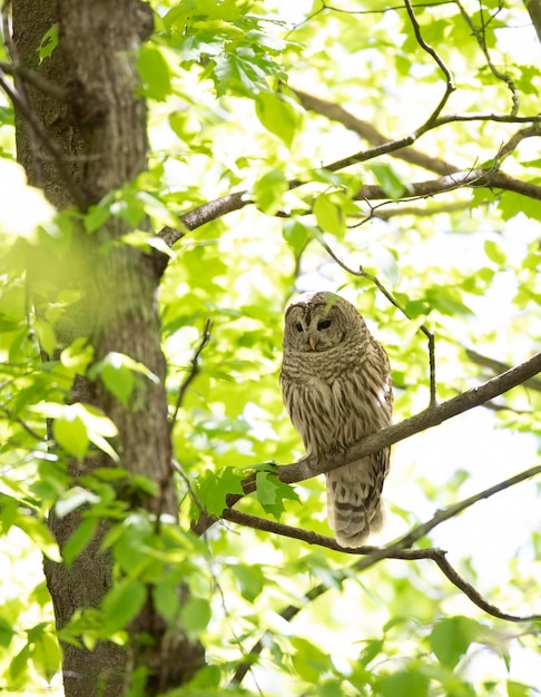 Vista de ángulo bajo de un águila posada en un árbol