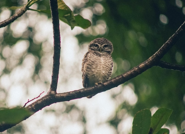 Vista de ángulo bajo de un águila posada en un árbol