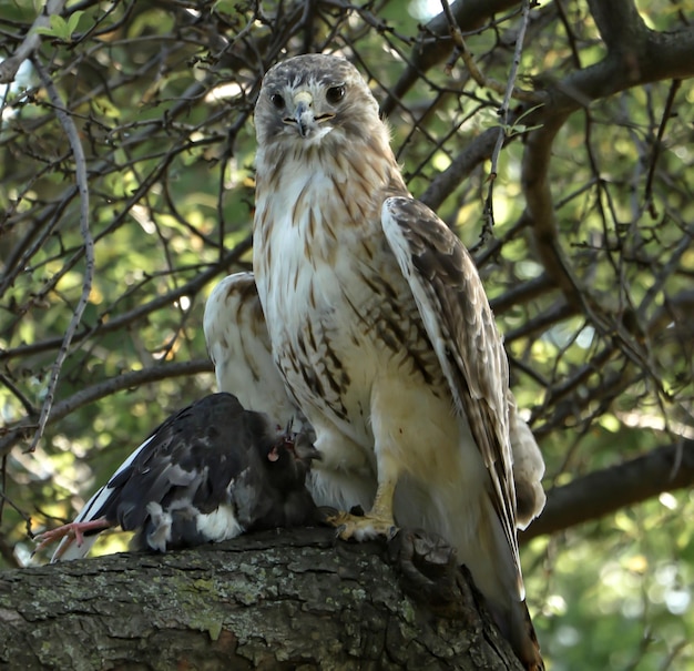 Foto vista de ángulo bajo de un águila posada en un árbol