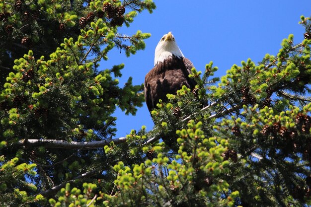 Vista de ángulo bajo de un águila posada en un árbol