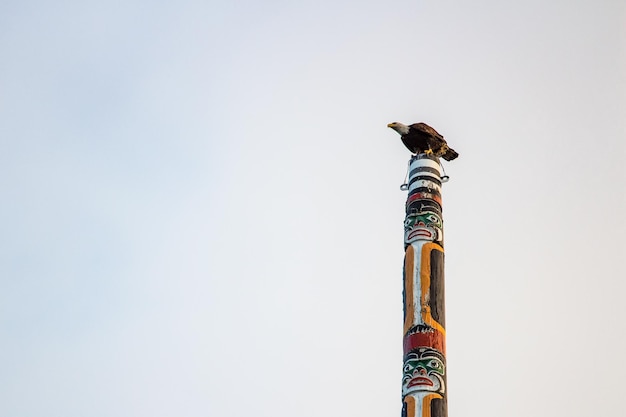 Foto vista de ángulo bajo de un águila posada en un poste contra un cielo despejado