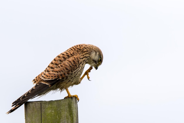 Foto vista de ángulo bajo de un águila posada en un poste de madera contra el cielo