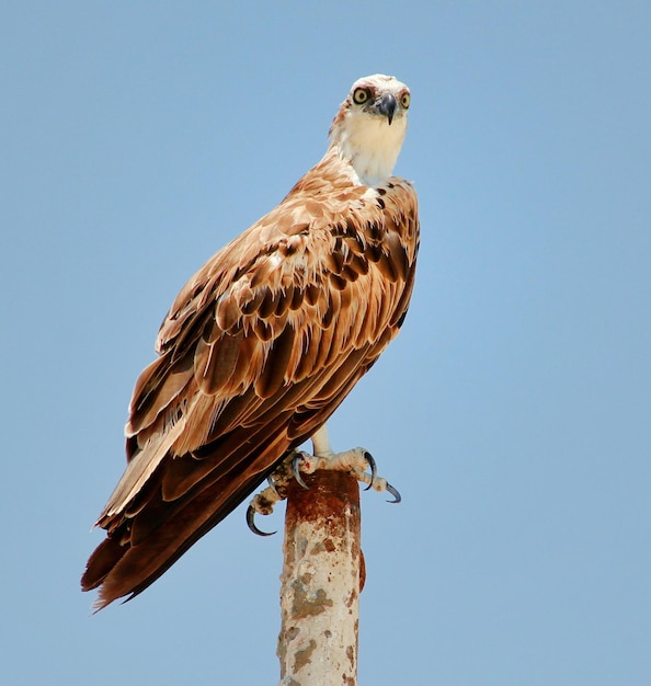 Foto vista de ángulo bajo de un águila posada en un poste