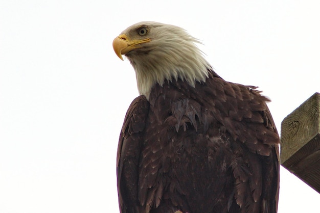 Vista de ángulo bajo de un águila posada sobre un fondo blanco