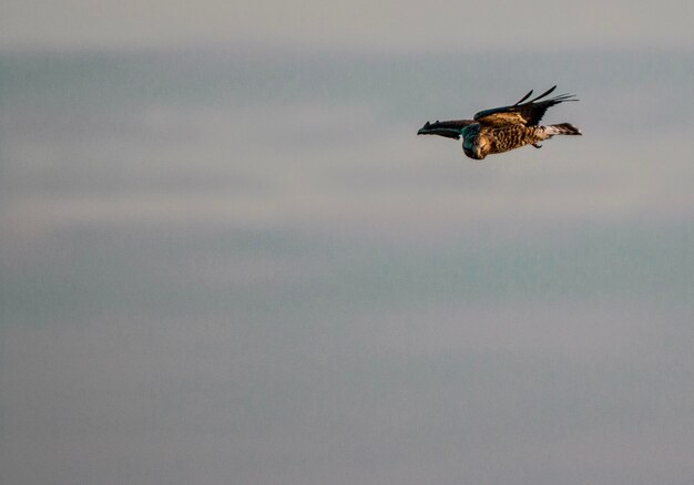 Foto vista de bajo ángulo del águila volando en el cielo