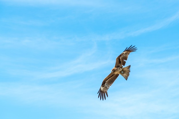 Vista de bajo ángulo del águila volando en el cielo