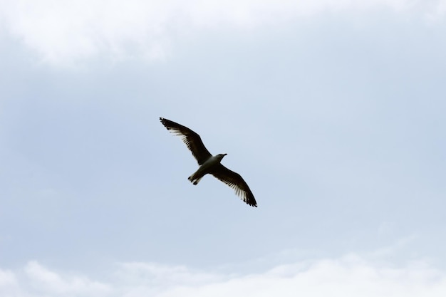 Vista de ángulo bajo del águila volando en el cielo