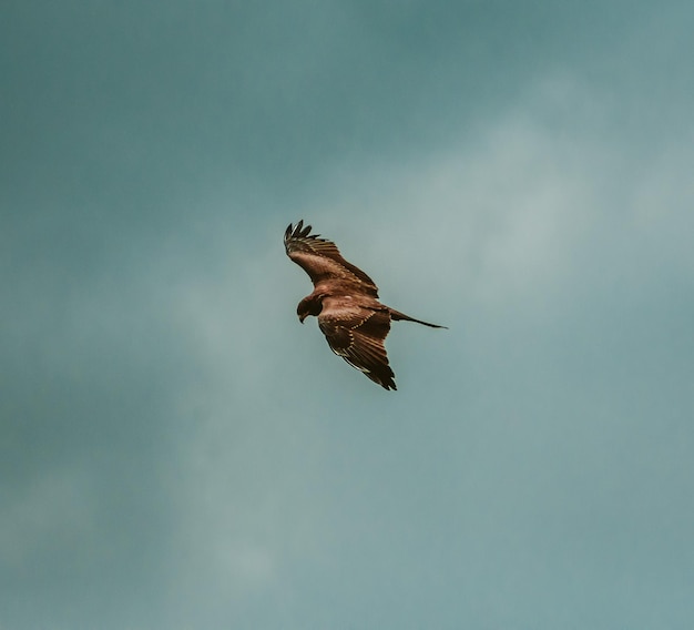 Foto vista de bajo ángulo del águila volando en el cielo