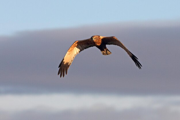 Foto vista de bajo ángulo del águila volando en el cielo