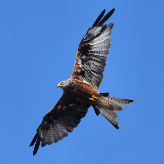 Foto vista de ángulo bajo de un águila volando contra un cielo azul claro