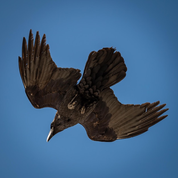 Foto vista de ángulo bajo de un águila volando contra un cielo azul claro