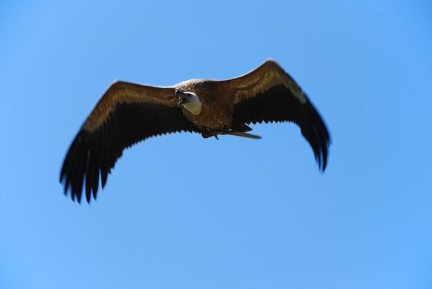 Foto vista de ángulo bajo de un águila volando contra un cielo azul claro