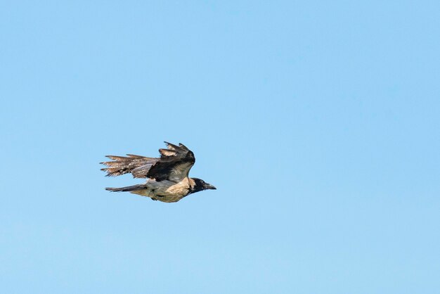 Foto vista de ángulo bajo de un águila volando contra un cielo azul claro