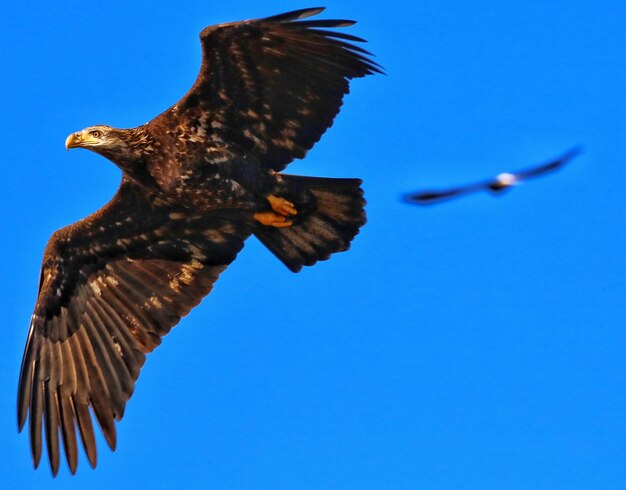 Foto vista de ángulo bajo de un águila volando contra un cielo azul claro