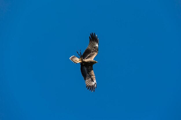 Vista de bajo ángulo del águila volando contra un cielo azul despejado